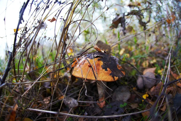 Дивовижний смачний болет та інші лісові природні дикі гриби . — стокове фото