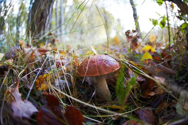 Erstaunliche köstliche Steinpilze und andere natürliche Waldpilze. — Stockfoto