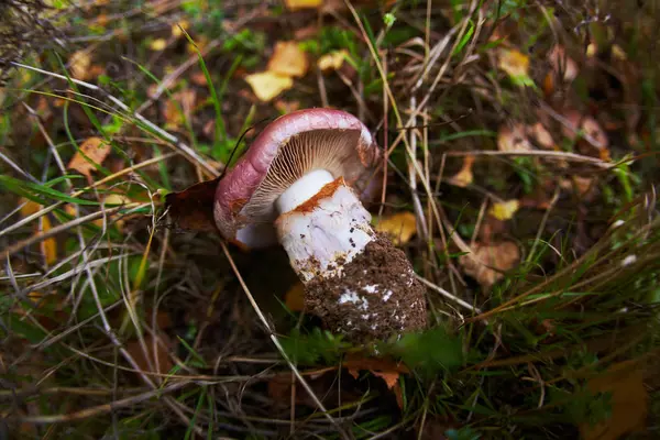 Erstaunliche köstliche Steinpilze und andere natürliche Waldpilze. — Stockfoto