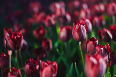 Renkli güzel Lale çiçek yatakta Şehir Parkı.