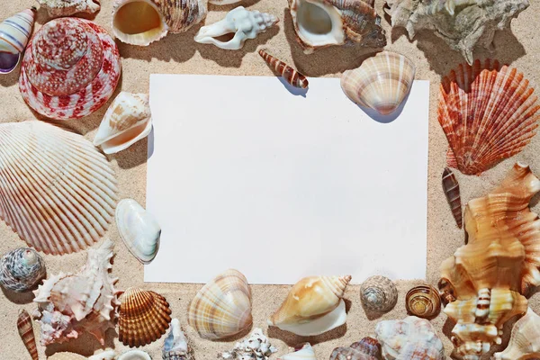 Πλαίσιο με κενό χώρο φτιαγμένο από πολύχρωμα όμορφο φυσικό seashe — Φωτογραφία Αρχείου