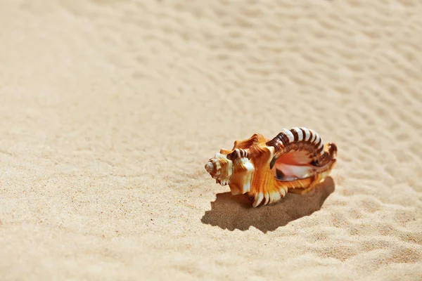 Muszli na plaży piasek — Zdjęcie stockowe