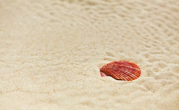 Conchiglia sulla sabbia della spiaggia — Foto Stock