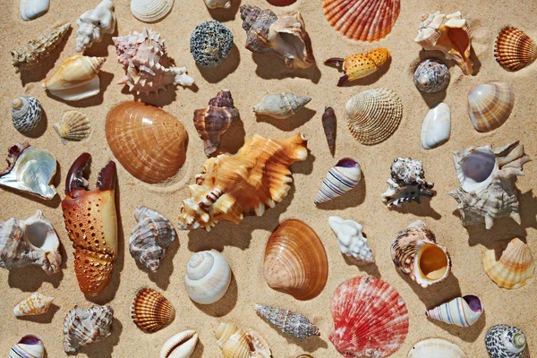 Conchiglie sulla spiaggia di sabbia — Foto Stock