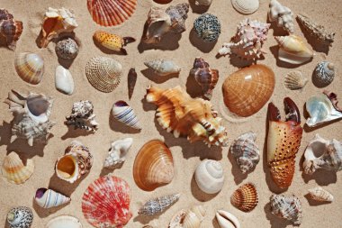 Kumsalda deniz kabukları