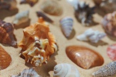 Kumsalda deniz kabukları