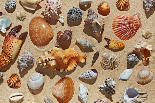 Kumsalda deniz kabukları — Stok fotoğraf