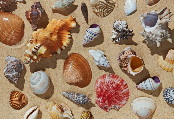 Раковины на песчаном пляже — стоковое фото