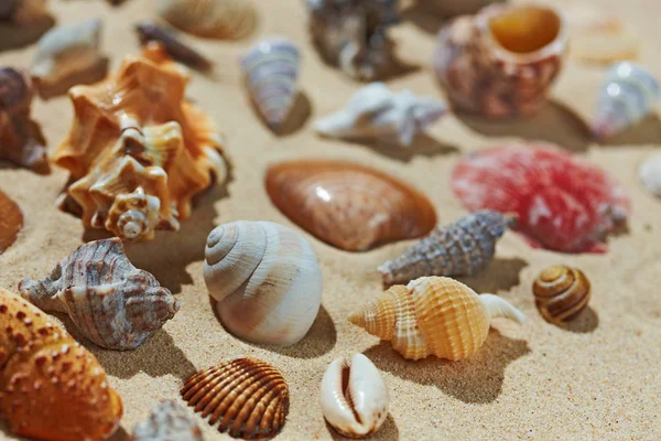 Muszle morskie na piaszczystej plaży — Zdjęcie stockowe