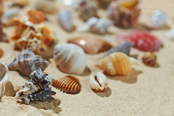 Conchiglie sulla spiaggia di sabbia — Foto Stock