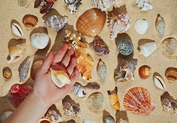 Ragazzo che fa collezione di conchiglie, mano da vicino — Foto Stock