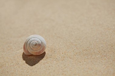 Deniz kabuğu Plajı kum üzerinde