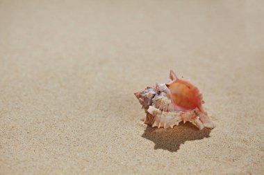 Deniz kabuğu Plajı kum üzerinde