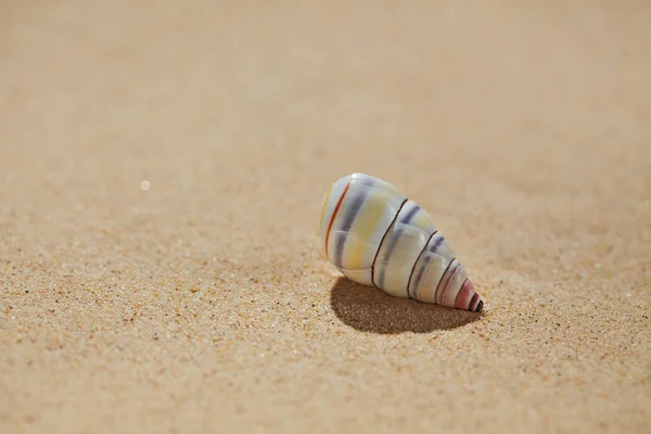 Морська мушля на пляжному піску — стокове фото
