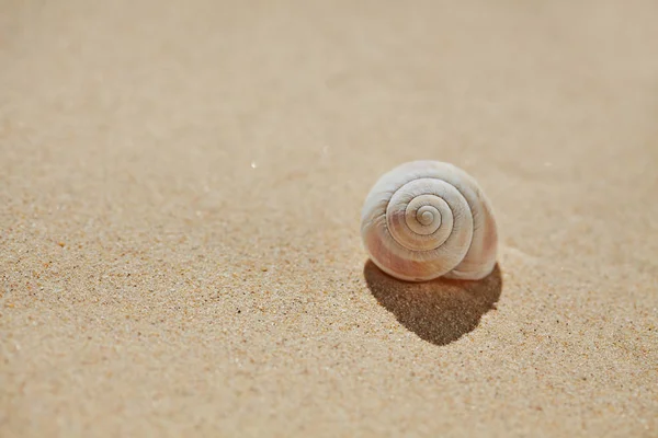 Conchiglia sulla sabbia della spiaggia — Foto Stock