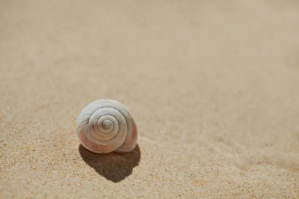 Conchiglia sulla sabbia della spiaggia — Foto Stock