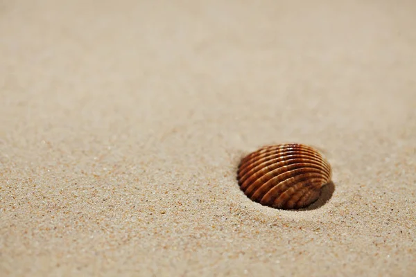 Conchiglia sulla sabbia della spiaggia — Foto Stock