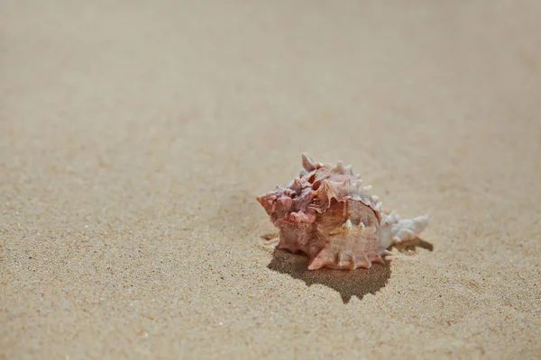 Coquille de mer sur sable de plage — Photo