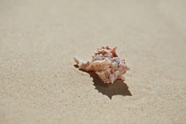 Cáscara marina sobre arena de playa — Foto de Stock