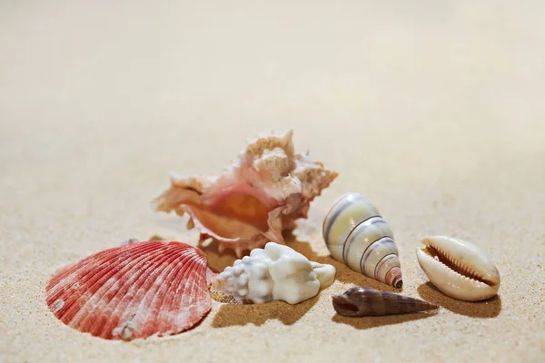 Conchiglia sulla sabbia della spiaggia — Foto Stock