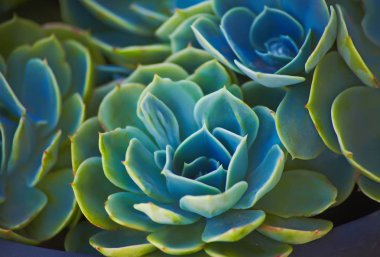 Sempervivum veya houseleeks arka plan desen güzel renk taze