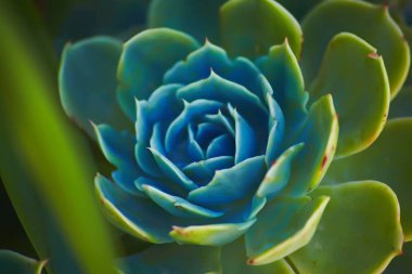 Sempervivum veya houseleeks Garden