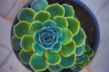 Sempervivum veya houseleeks Garden