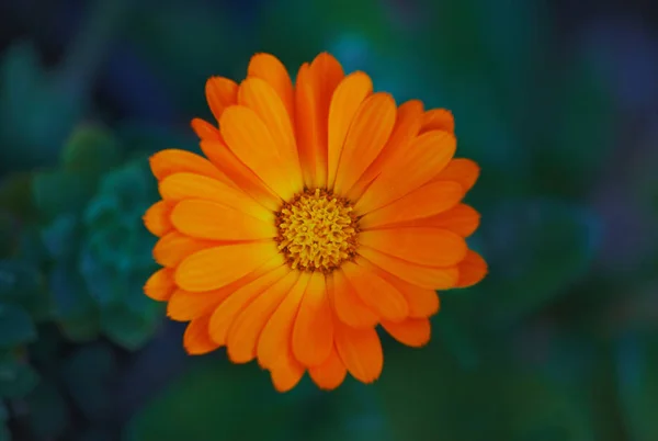 Ringelblume aus nächster Nähe — Stockfoto