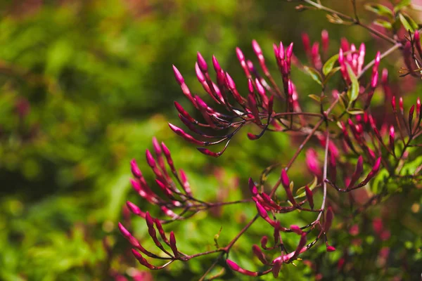 Yasemin çiçek ve bahar ağaca düğmeleri