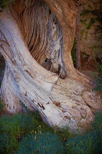 Büyük antik zeytin ağacı dokusu — Stok fotoğraf