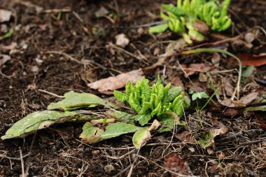 Orman sarı primula erken ilkbaharda büyüyen yaprakları