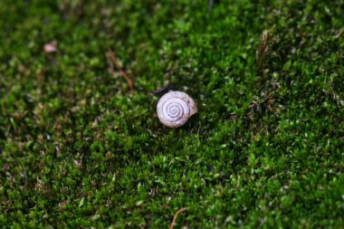 Salyangoz ormanla yosun