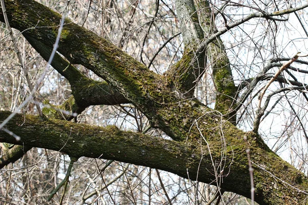 Фрагмент великого дерева, покритий мохом — стокове фото