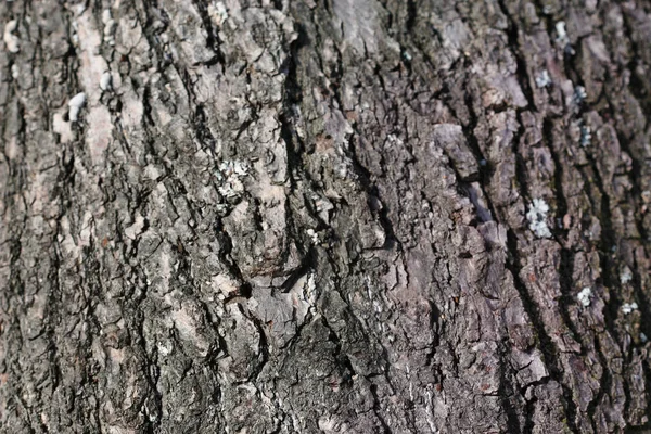 Bast van de boom achtergrond — Stockfoto