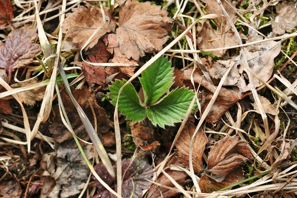 First leaves coming out from snow after winter — Stock Photo, Image