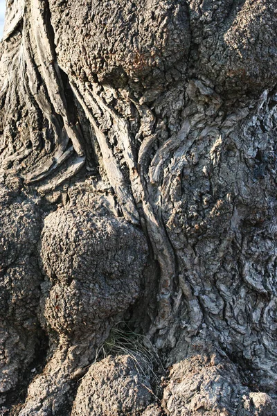 Casca de fundo da árvore — Fotografia de Stock