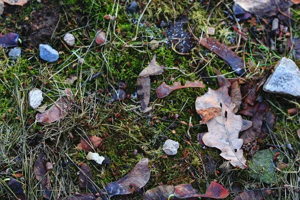 Moss in forest met slak — Stockfoto