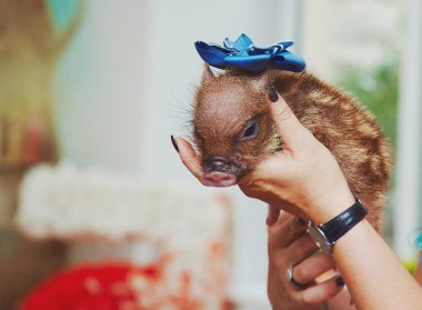Mini domuz küçük yeni doğan bebeklere dokunmadan çocuklar