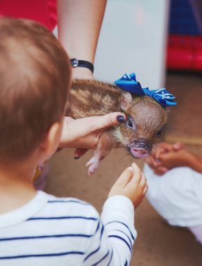 Mini domuz küçük yeni doğan bebeklere dokunmadan çocuklar