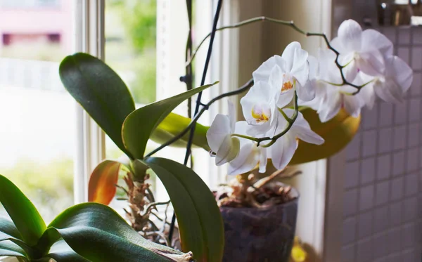 Orchids blooming on window of cozy house — Stock Photo, Image