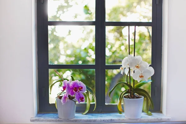 Orchids blooming on window of cozy house — Stock Photo, Image