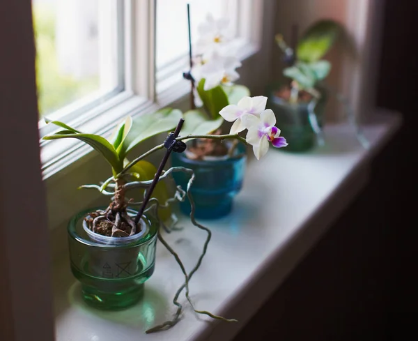 Pequeñas mini orquídeas lindas en ventana —  Fotos de Stock