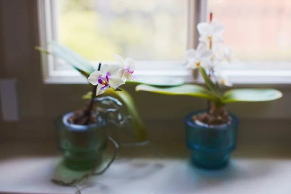 Roztomilý malý mini orchideje na okno — Stock fotografie