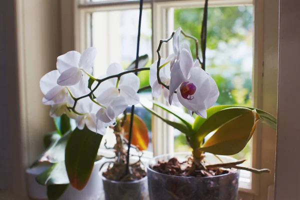 Orquídeas floreciendo en ventana de la casa acogedora —  Fotos de Stock