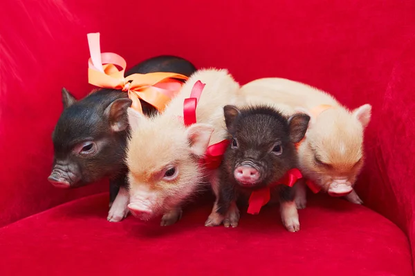 Küçük şirin yeni doğan küçük domuz