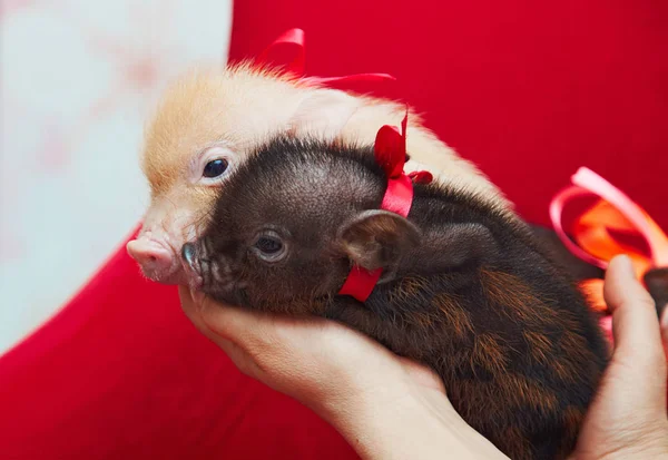 Маленькие милые новорожденные мини-свиньи — стоковое фото
