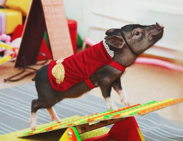 Маленькое милое свиное представление на день рождения детей — стоковое фото