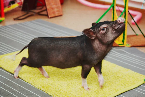 Pequeno desempenho porco bonito no aniversário de crianças — Fotografia de Stock