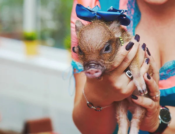 Дети трогают маленьких новорожденных свиней — стоковое фото