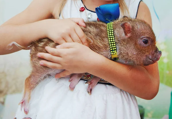Дети трогают маленьких новорожденных свиней — стоковое фото